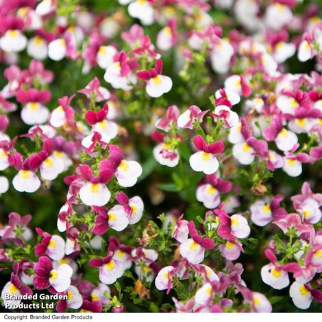 Nemesia Lady Emma