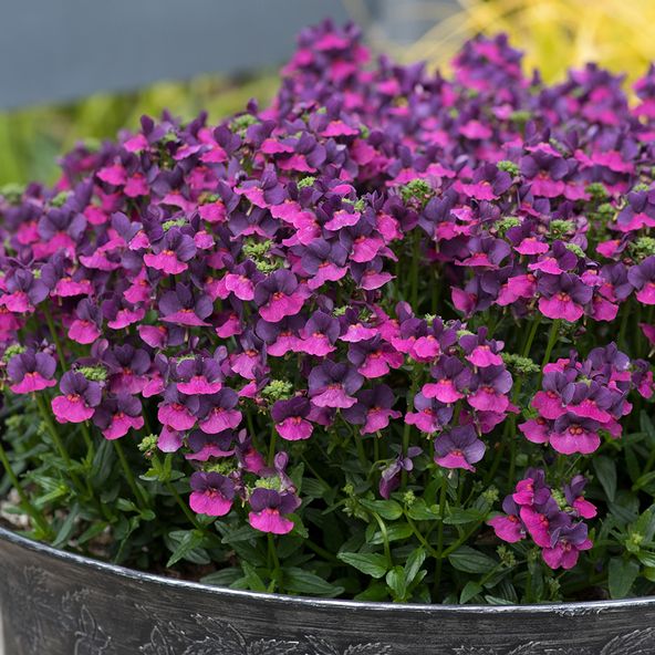 Nemesia Lady Lisa