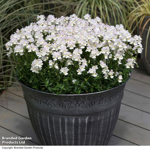 Nemesia Wisley Vanilla