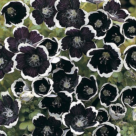 Nemophila menziesii 'Pennie Black' - Seeds