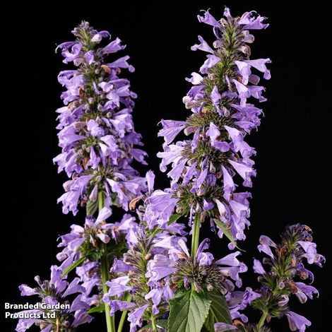 Nepeta Magical Mr Blue Sky