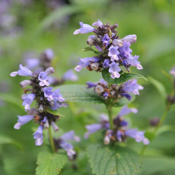 Nepeta subsessilis