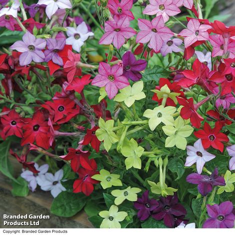 Nicotiana x sanderae Eau de Cologne Mixed F1 - Seeds