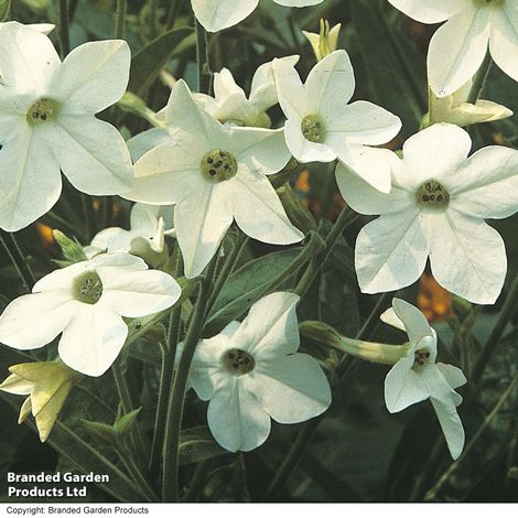 Nicotiana x sanderae Fragrant Cloud - Seeds