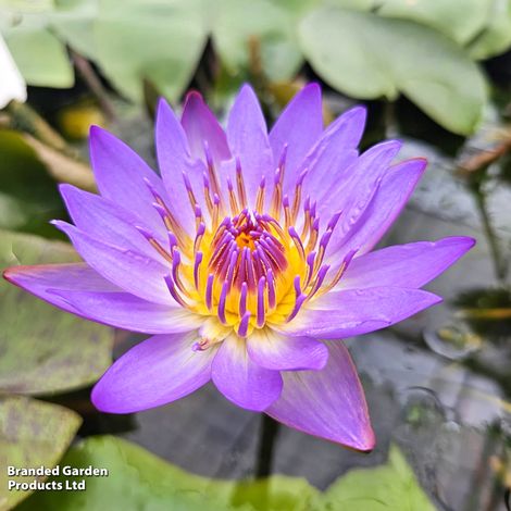 Water Lily 'Tropical Blue' (Deep Water Aquatic)