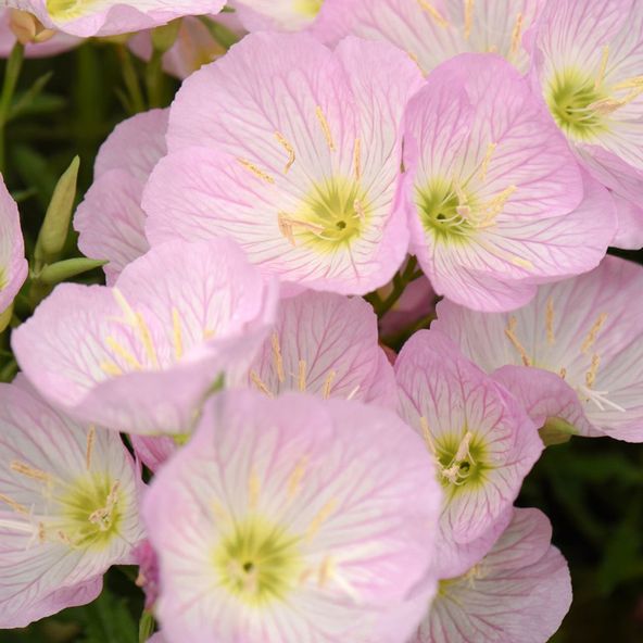 Oenothera speciosa 'Siskyou'
