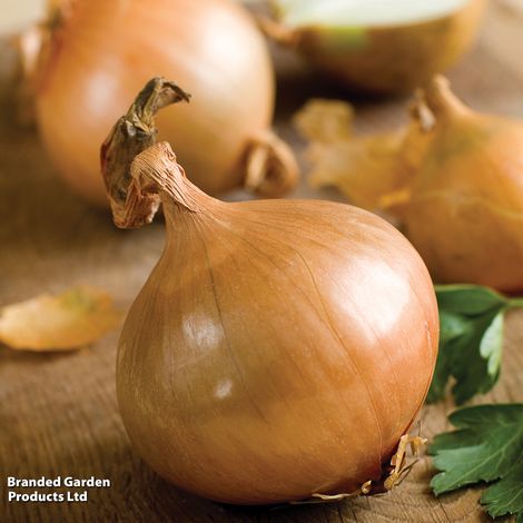 Onion Ailsa Craig (Giant/Show Vegetable) - Veg Saver Seeds