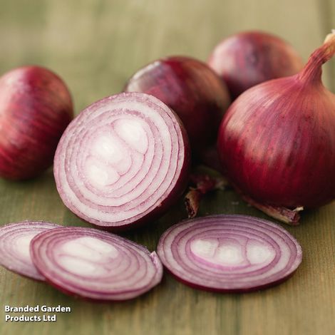 Onion 'Akado' (Autumn)