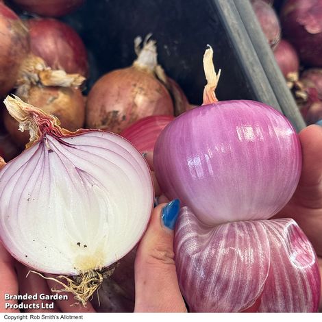 Onion Blush F1 - Seeds