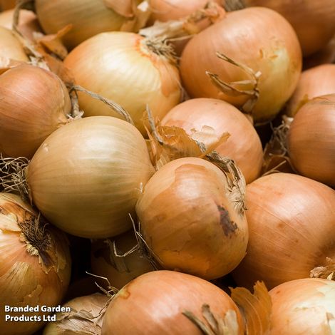 Onion Crusado F1 (Spring)