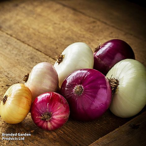 Onion Triple Pack (Autumn)