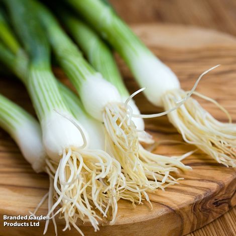 Spring Onion Performer - Seeds