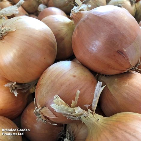 Onion Prospero F1 - Seeds