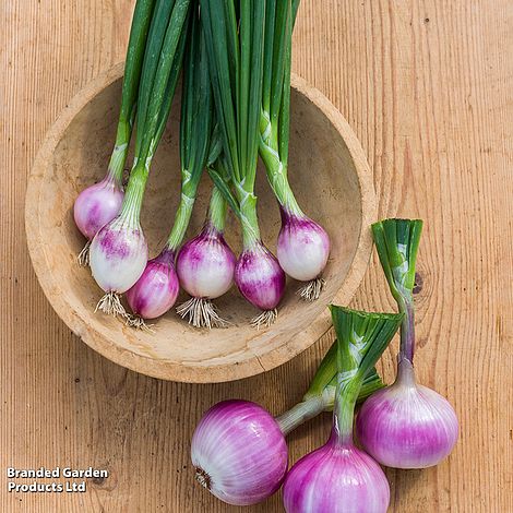 Salad Onion Ruby Red - Seeds