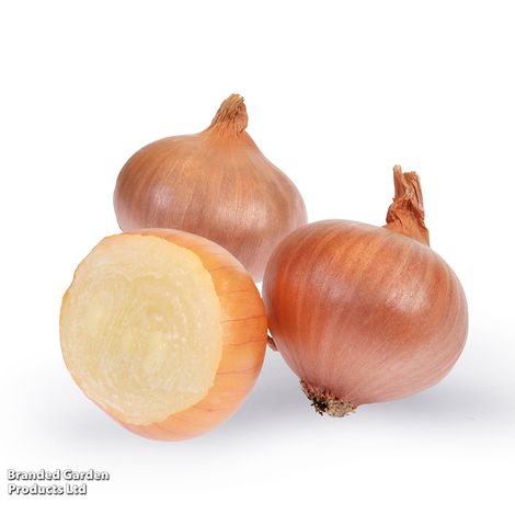 Shallot Yellow Moon (Spring)