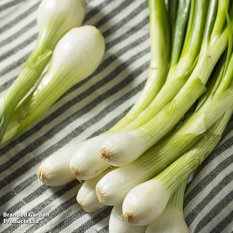 Spring Onion Green Banner - Seeds