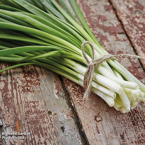 Spring Onion White Lisbon - Organic Seeds
