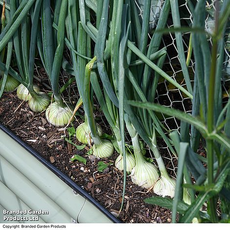 Salad Onion Starlight - Seeds