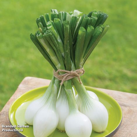 Spring Onion White Star - Seeds