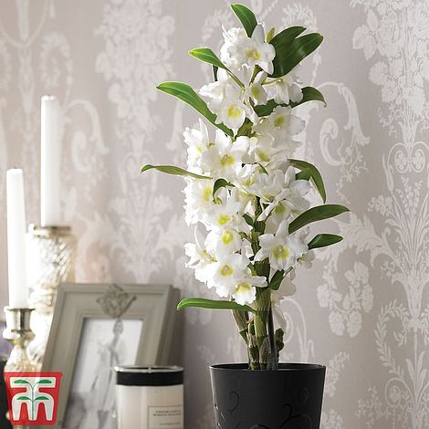 Orchid 'Star Class White'