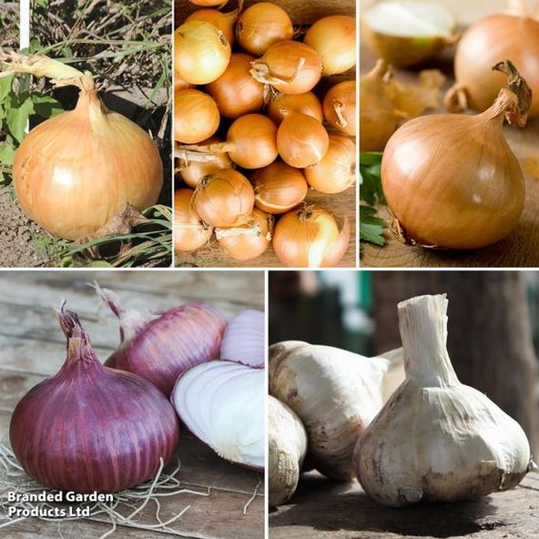 Spring Planting Onion. Shallot and Garlic Collection
