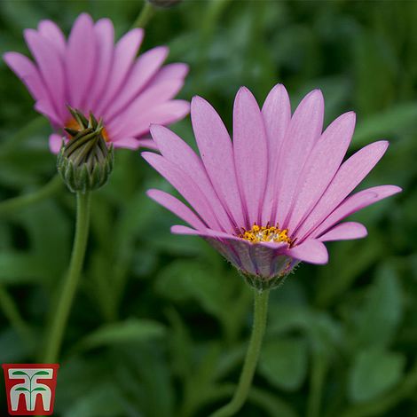 Hardy Osteospermum Collection by Thompson and morgon 3