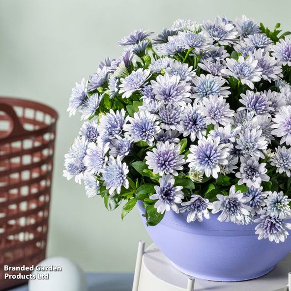 Osteospermum ecklonis '3D Steel Blue'