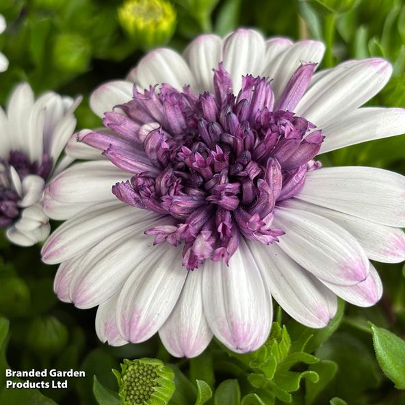 Osteospermum ecklonis Blueberry Shake