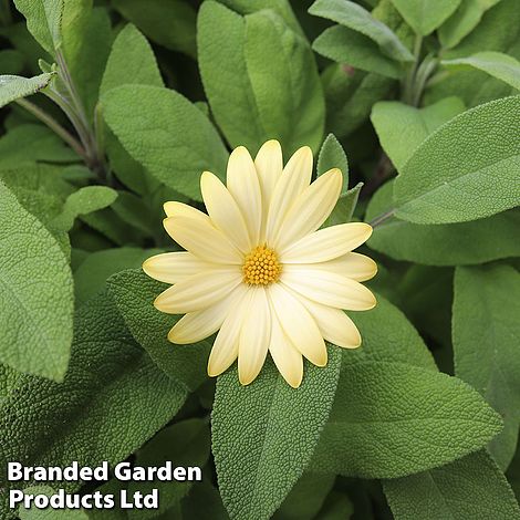 Osteospermum Erato Basket Lemon