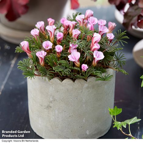 Oxalis Autumn Pink
