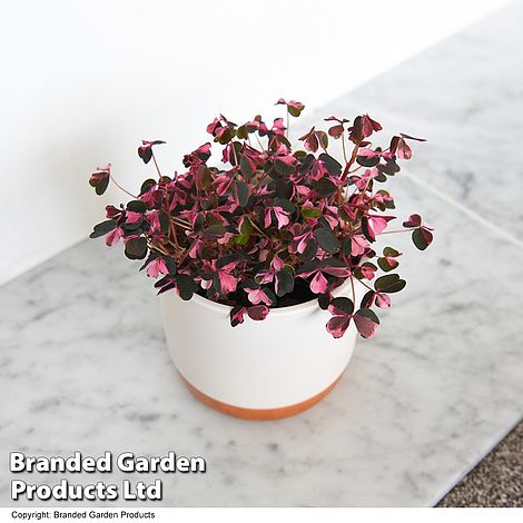 Oxalis triangularis 'Vulcan Pink'