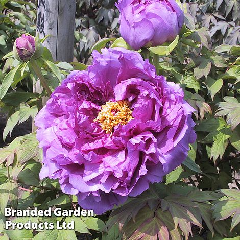 Tree peony Lavender