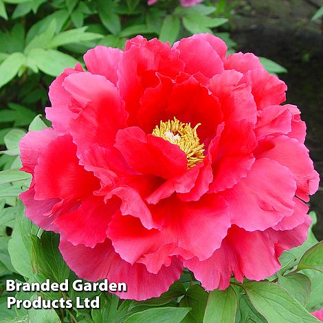 Tree Peony Red