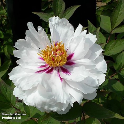 Tree Peony Yue Gong Zhu Guang