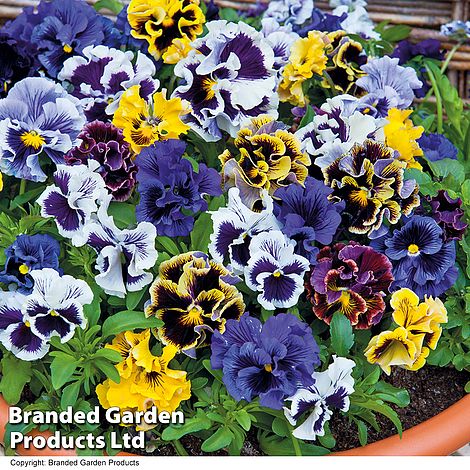 Pansy 'Super Chalon Giants' - Seeds