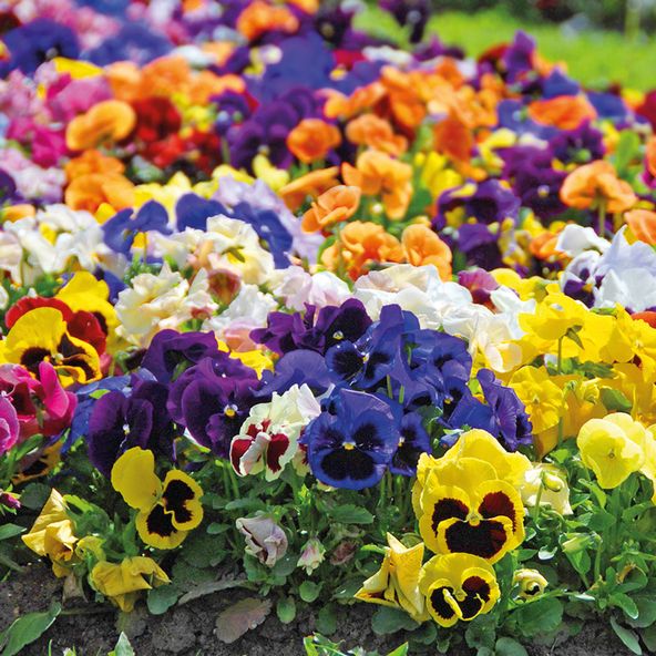 Pansy 'Matrix&trade; Mixed'