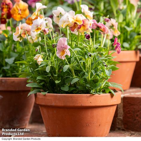 Pansy Antique Shades