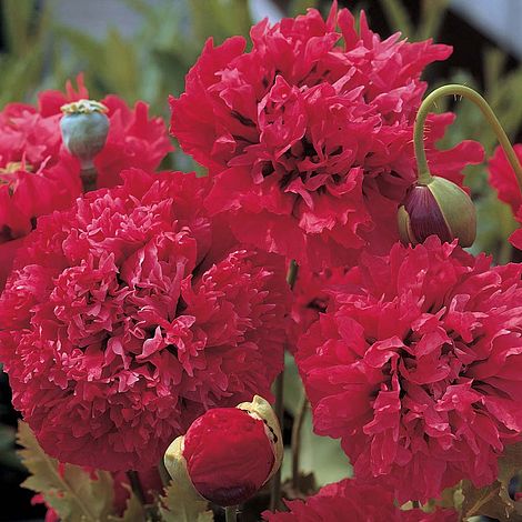 Poppy Pom Poms' seeds | &