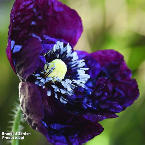 Poppy Black Peony - Seeds