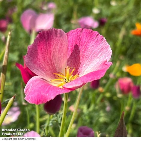 Californian Poppy Purple Gleam - Seeds