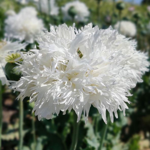 Poppy White Swan - Seeds