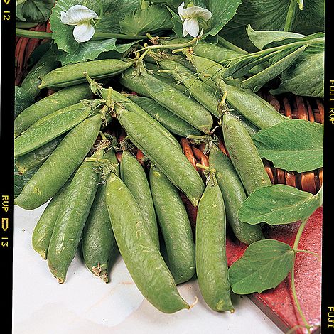 Pea Avola - Seeds
