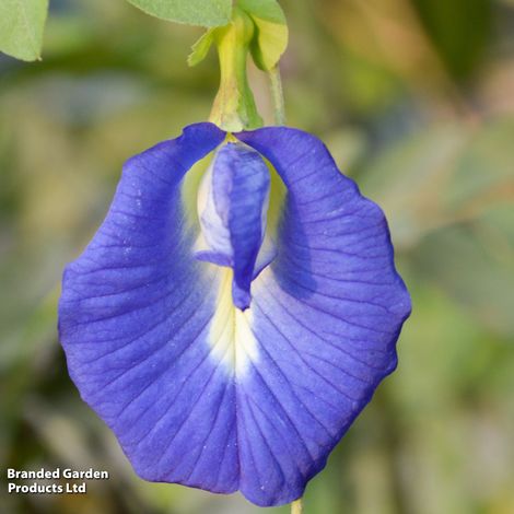 Butterfly Pea - House Plant Seeds
