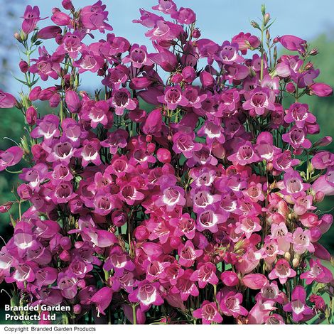 Penstemon Mexicale Hybrid 'Miniature Bells'