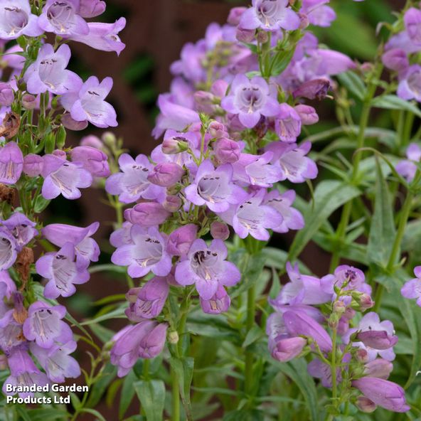 Penstemon x hybrida 'Quartz Amethyst'