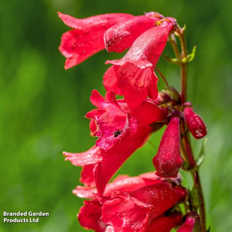 Penstemon 'Windsor Red'