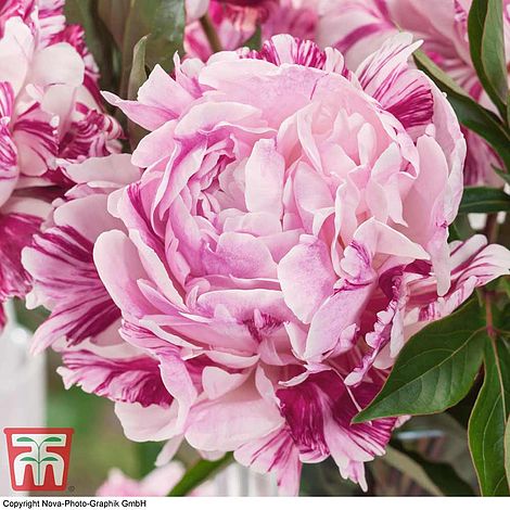 Peony Roots Bush Perennial Scented Candy Stripe Bouquets Hardy Flower Pink Plant