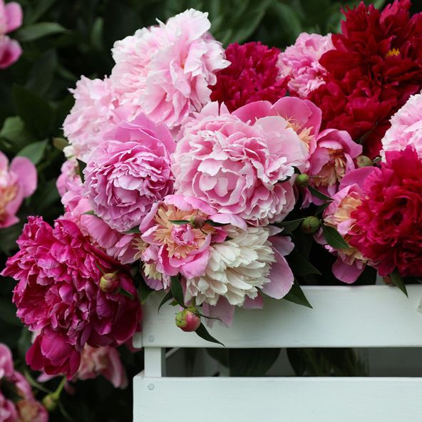 Peony Double Collection