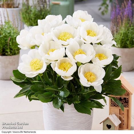 Peony Dublin (Patio Peony)