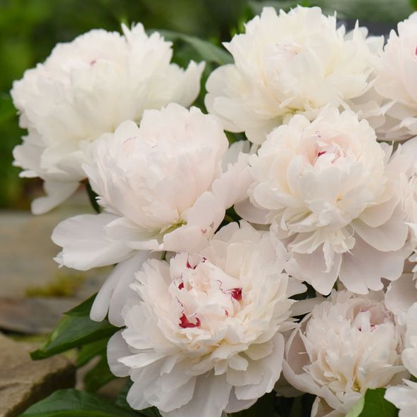 Peony Festiva Maxima